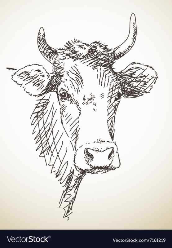 Голова коровы эскиз