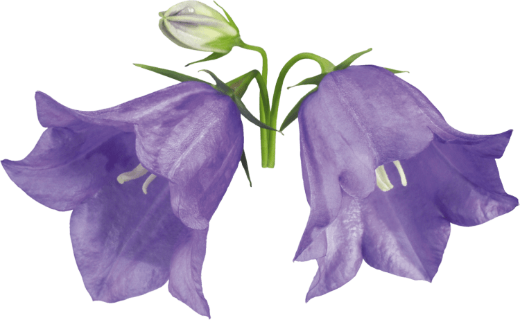 Раскраска колокольчик цветок