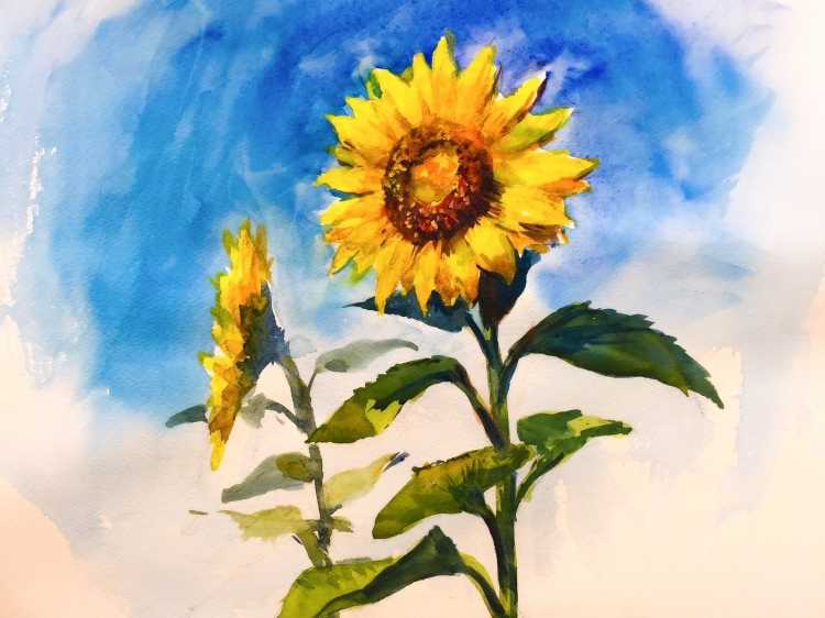 Подсолнухи акварелью Куцаевой Дарьи