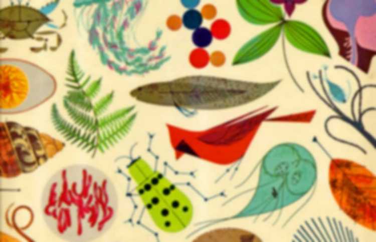 Рисование по биологии