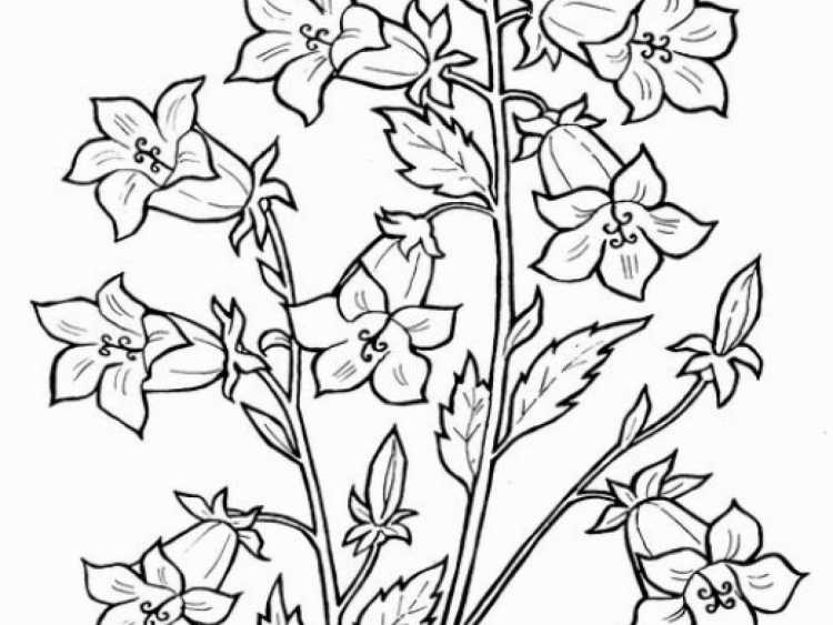 Колокольчик букет вектор