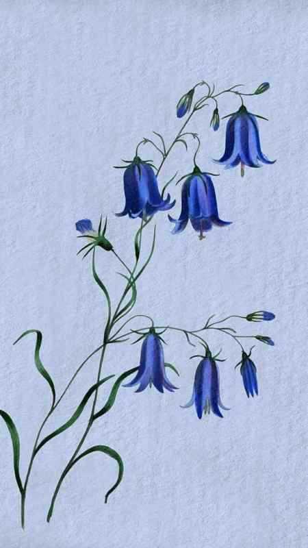 Цветок "колокольчик"