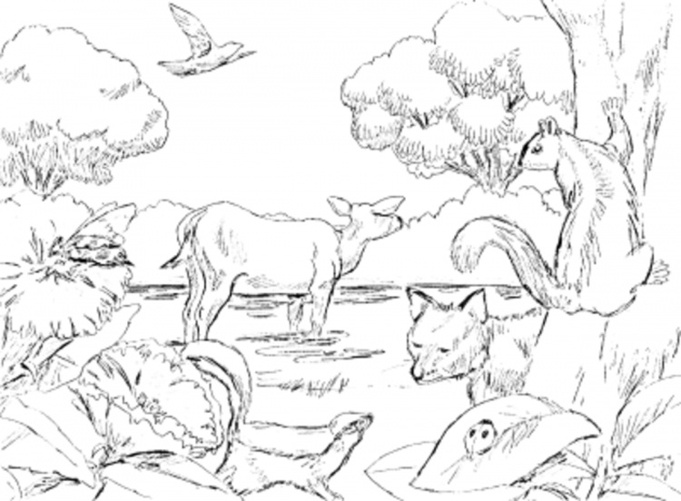 Раскраска Сотворение животных