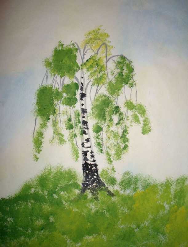 Рисование березы в старшей группе