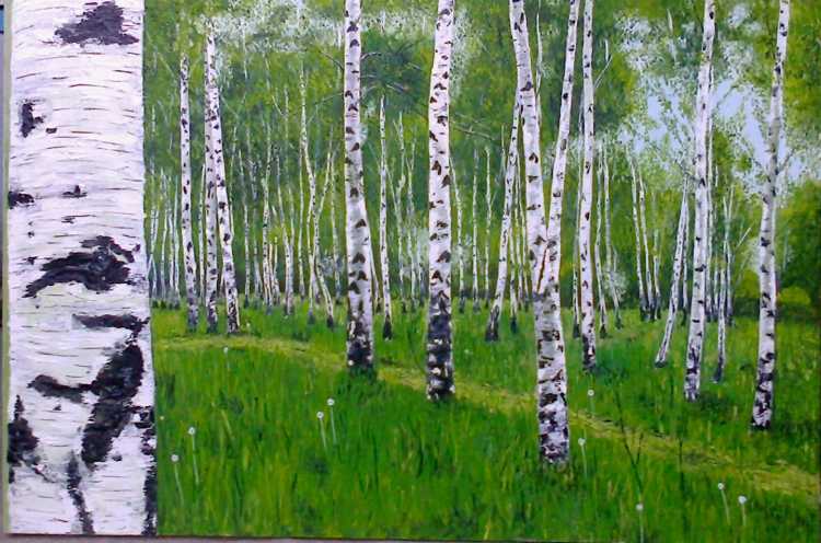 Рассказ береза летом