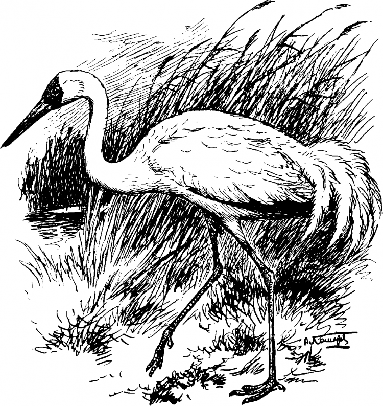 Даурский журавль раскраска