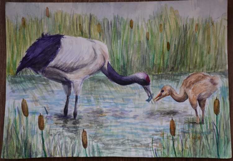 Журавли рисунок красками
