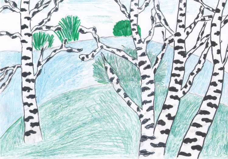 Рисование белоствольные березы в старшей группе