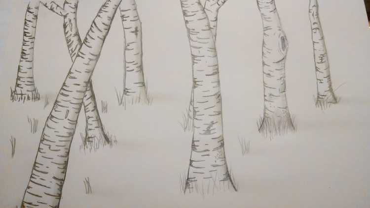 Береза карандашом