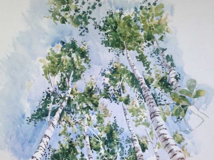 Березы акварелью на белом фоне