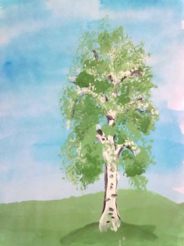 Береза рисунок