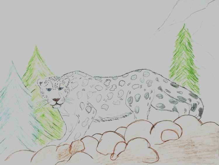 Снежный Барс поэтапное рисование для детей