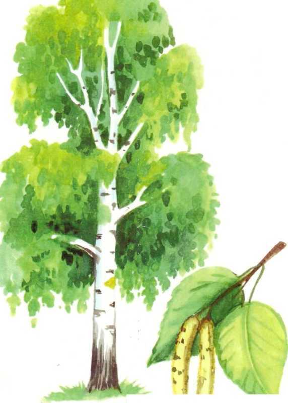 Нарисовать березу