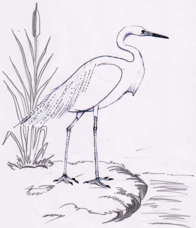 Журавль красавка раскраска