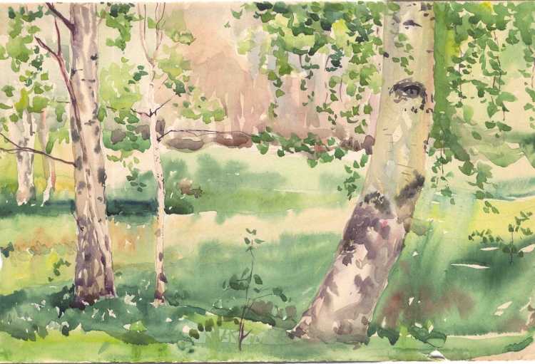 Этюд березы акварелью