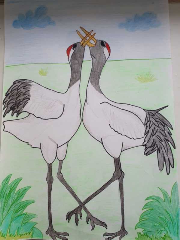 Журавль птица мира рисунок