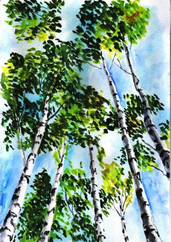 Береза рисунок