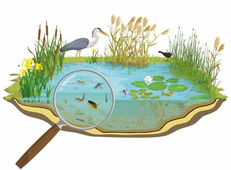 Водоем на белом фоне