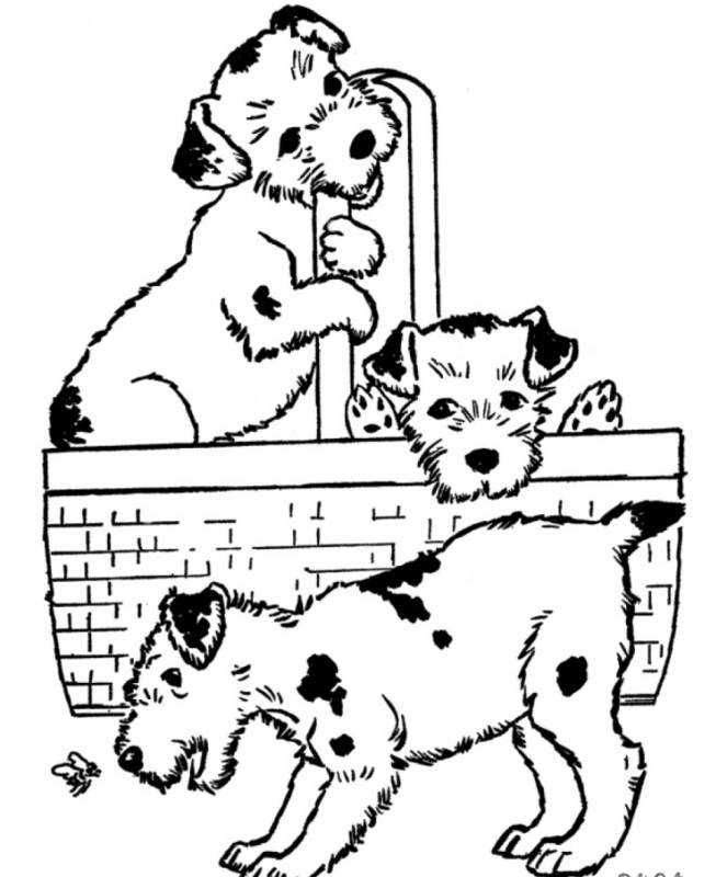 Кошки и собаки. Раскраска