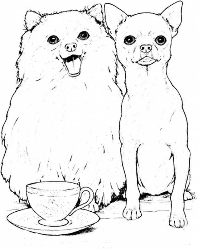 Раскраски собаки чихуахуа