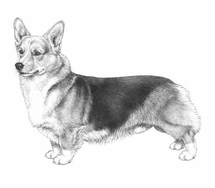 Королевский корги раскраска