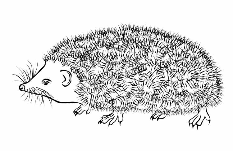 Ёжик Развивающее занятие для малышей