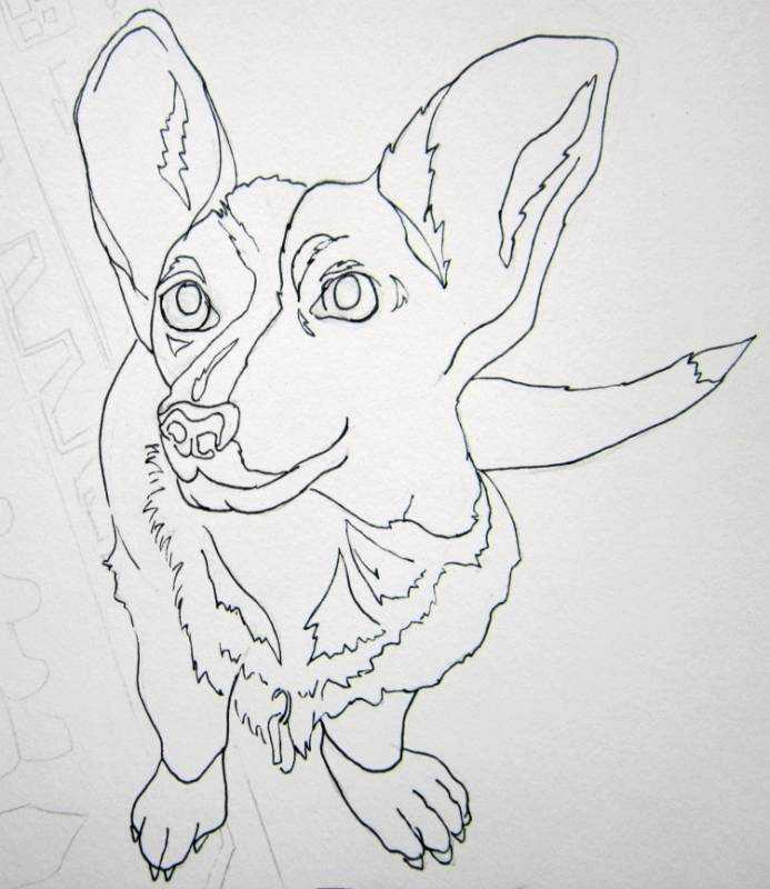 Раскраска вельш корги пемброк щенки