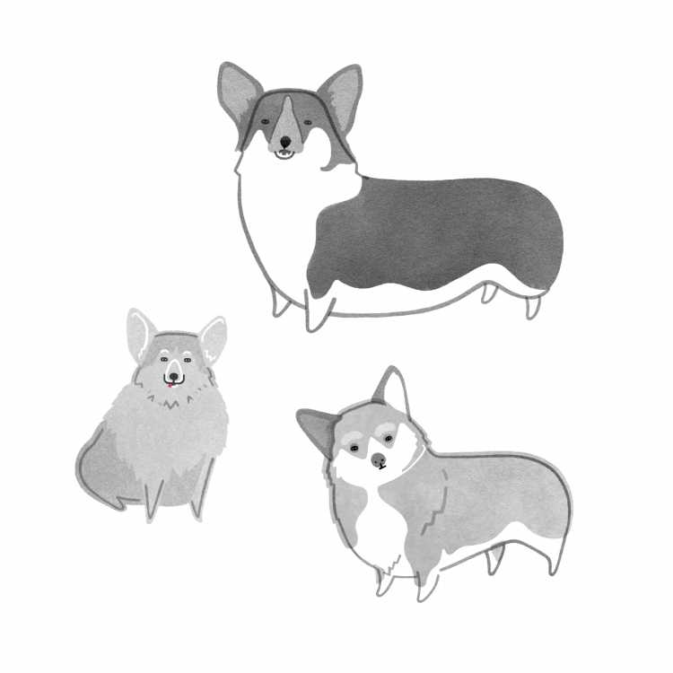 Поэтапное рисование корги