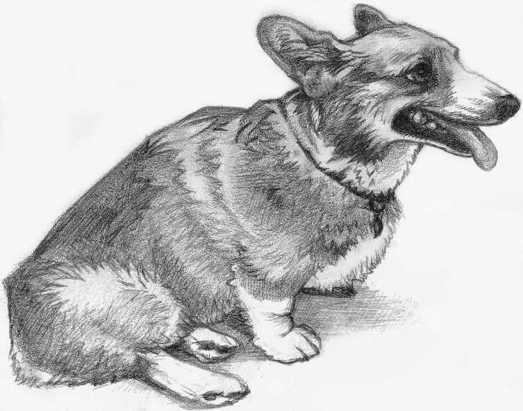 Силуэт собаки вельш корги пемброк