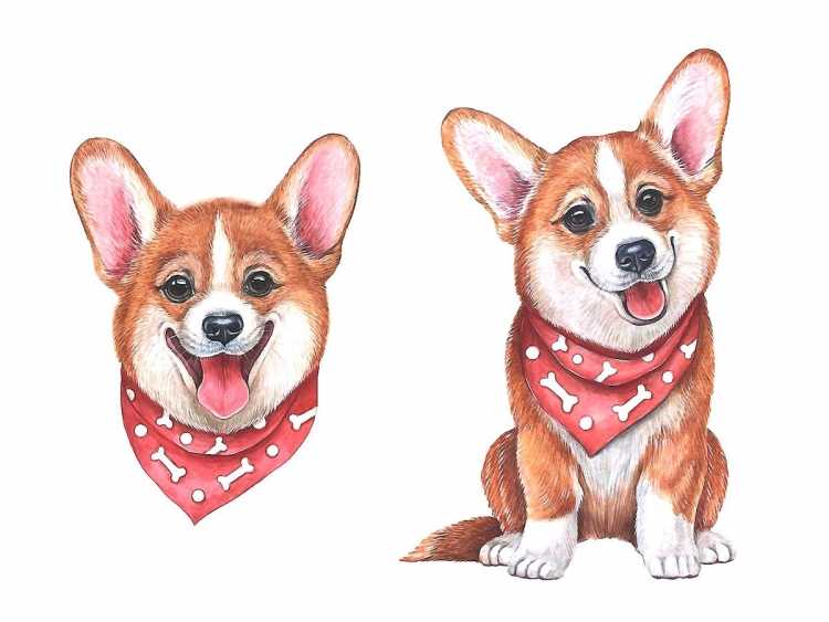 Корги спереди и сзади