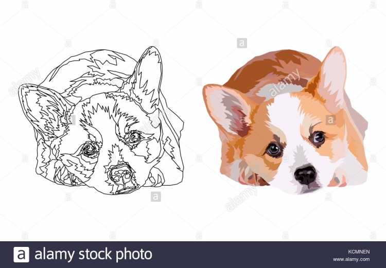 Вельш корги пемброк раскраска