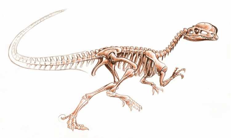 Раскраски динозавры мир Юрского периода