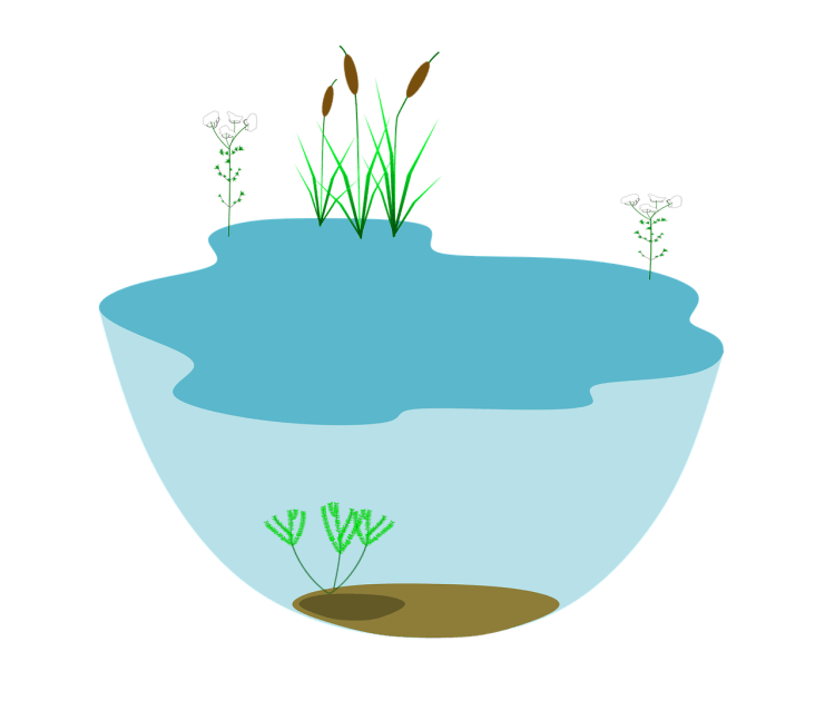 Водоем иллюстрация