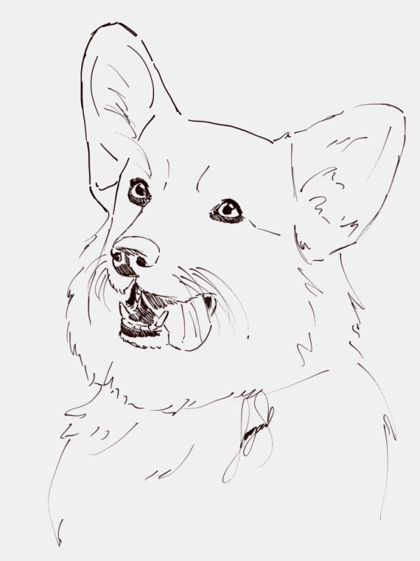 Вельш корги пемброк раскраска