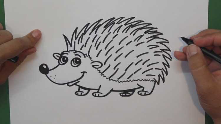 Еж для срисовки