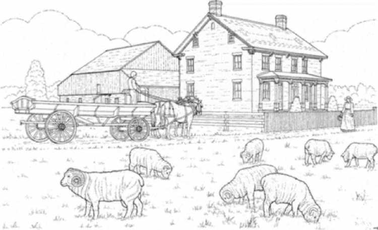 Раскраска: ферма
