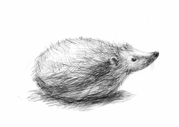 Раскраска Ёжика для детей для поделки