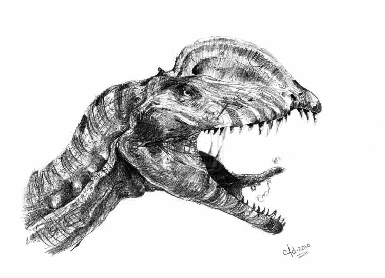 Карнотавр динозавр раскраска