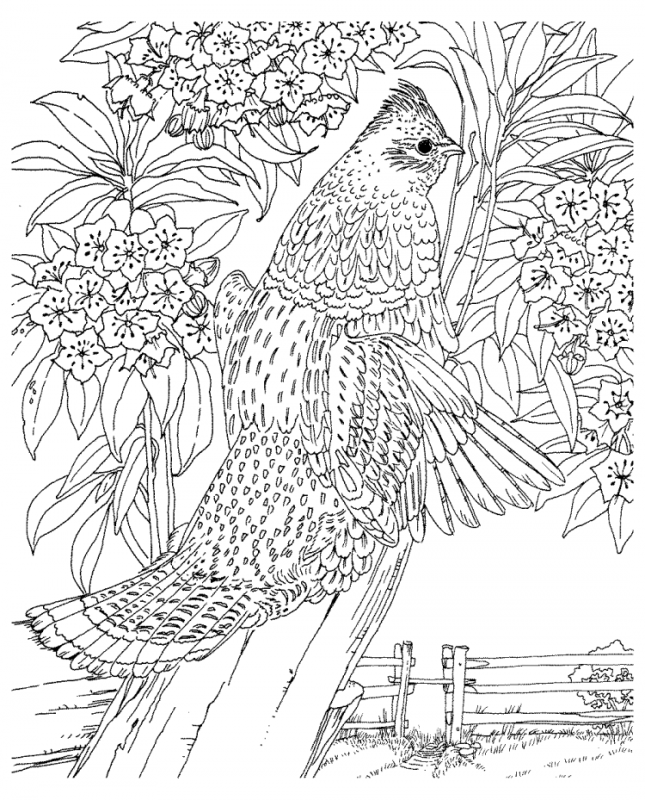 Сложные раскраски для детей