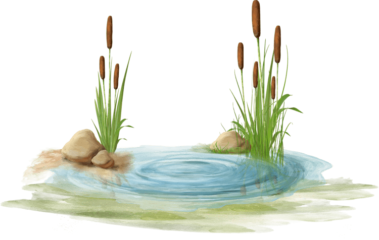 Болото на белом фоне