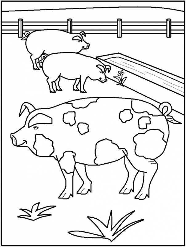 Раскраска: ферма