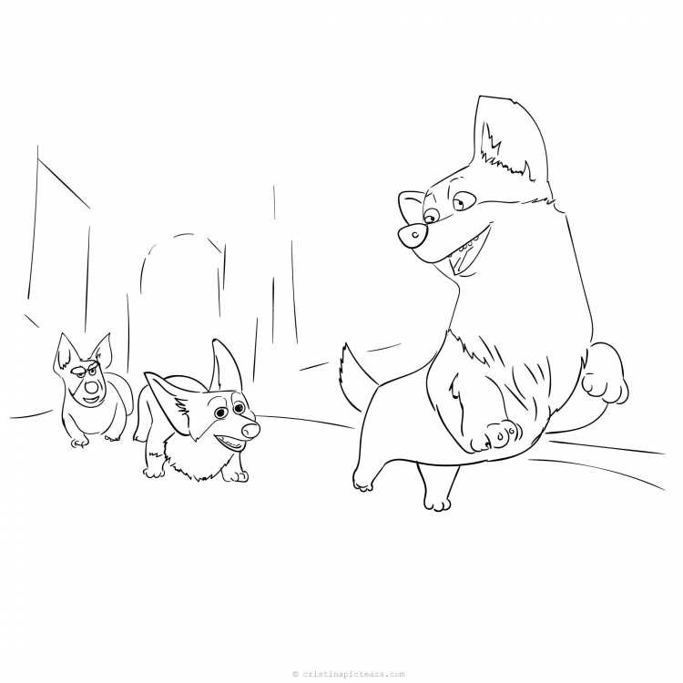 Корги фото раскраска