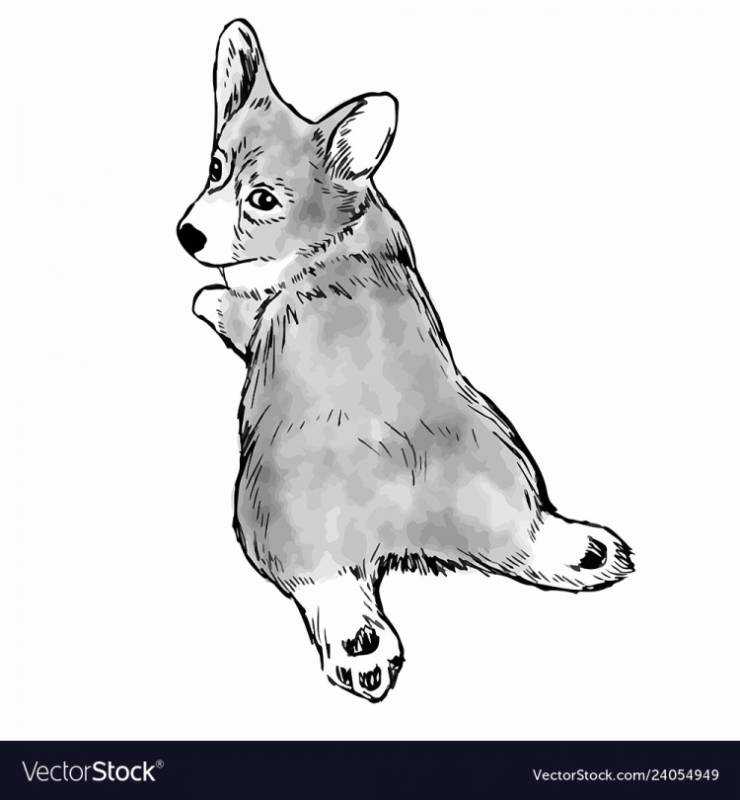 Королевский корги раскраска