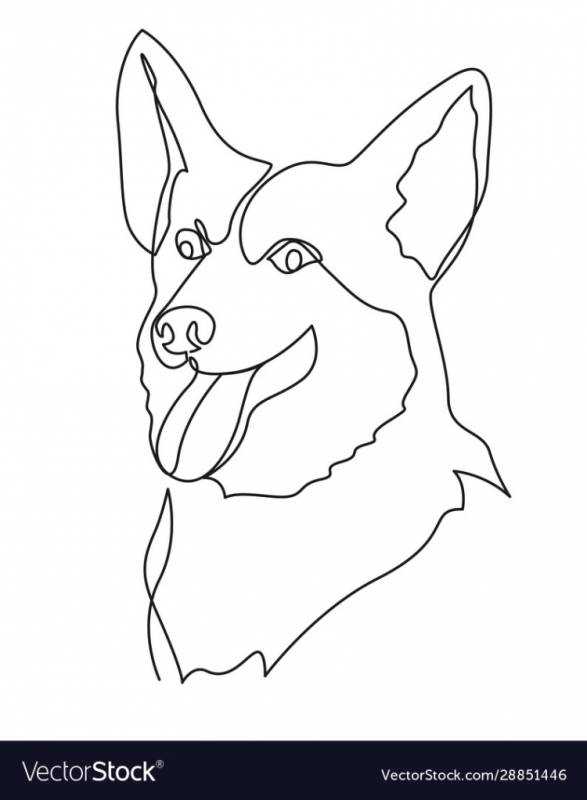 Корги вид сзади рисунок