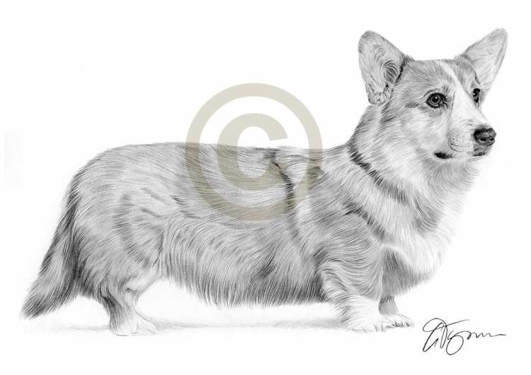 Корги рисунок