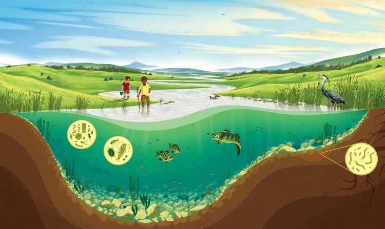 Экосистема земли