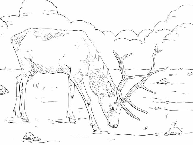 Мир заповедной природы раскраска