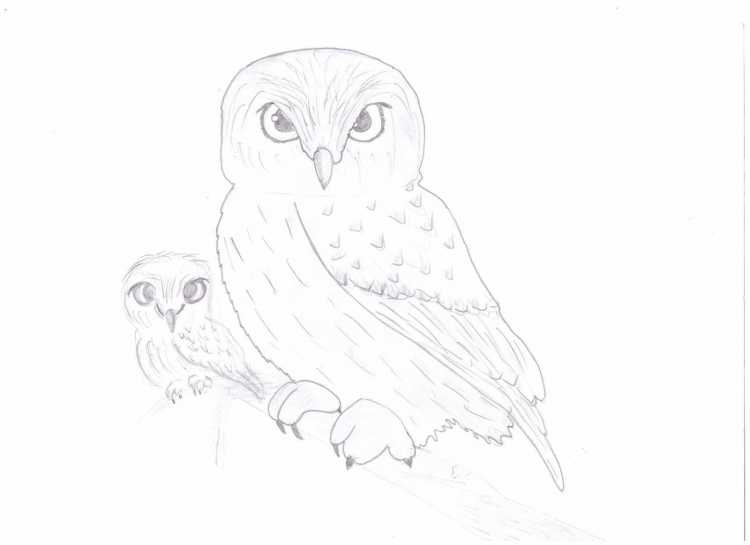 Нарисовать полярную сову