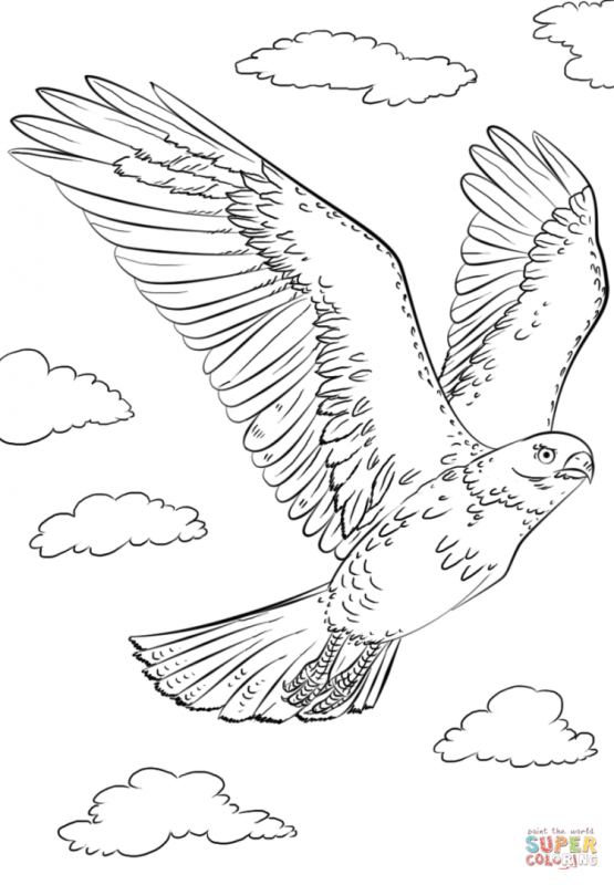 Сокол раскраска