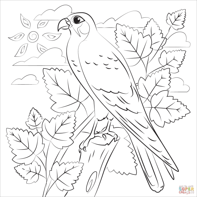 Птица Сокол раскраска